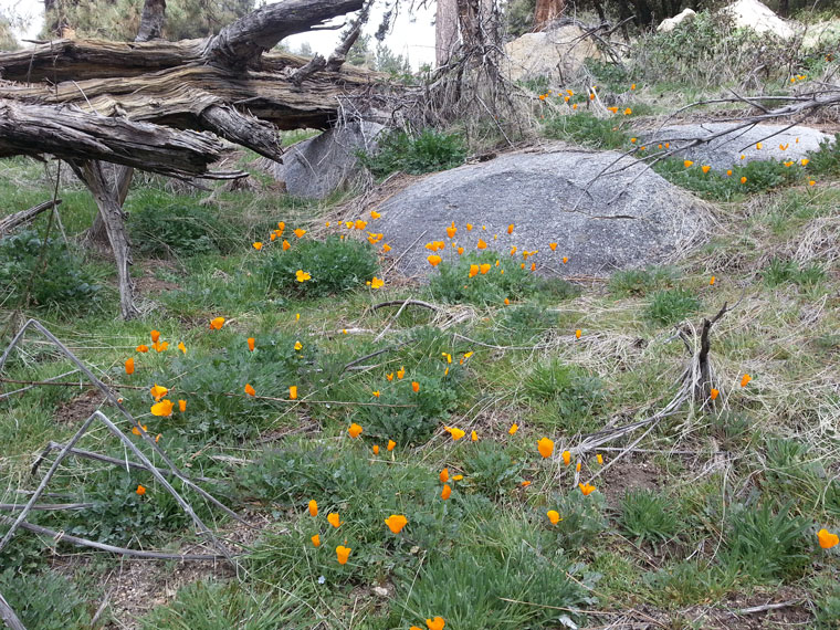 A field of poppies sprouted up in Pine Cove recently. Photo by Lindsay Speed