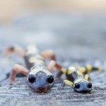 Readers write: More on those salamanders …