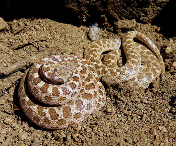 While removing a pile of lumber next to her shed, as part of her fire abatement, Doris Lombard discovered two snakes. They were in a burrow in the soil. The absence of any rattles, as well as a little research and help from Facebook friends, suggest they may be California Night Snakes, which are nocturnal and venomous but not dangerous to humans. They eat small lizards and insects. Photo by Doris Lombard