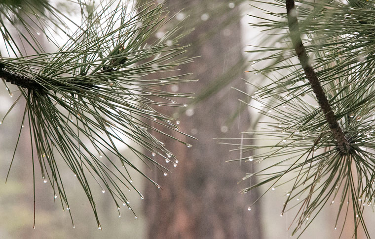 Droplets of water hang from pine needles as the storm gets stronger Thursday evening. Photo by Jenny Kirchner