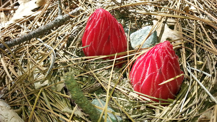 A snow plant. Photo by John Laundré