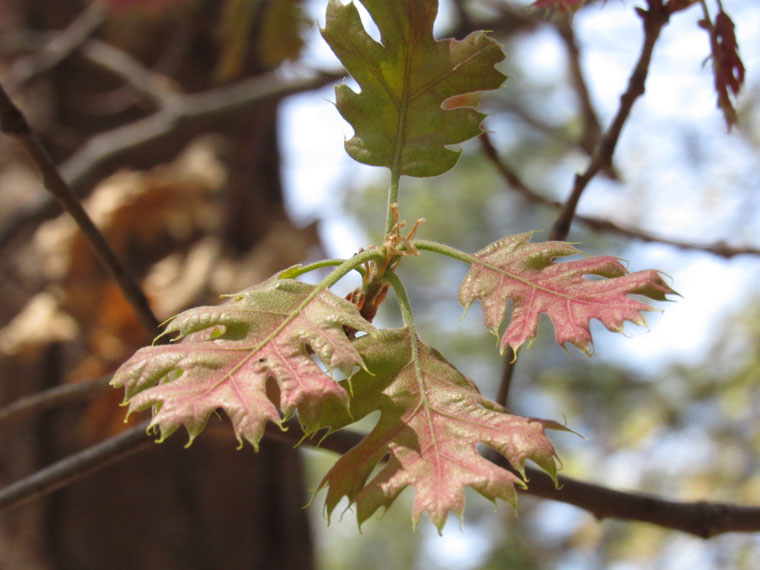 Young oak leaves. Photo by John Laundré 