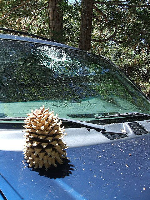 Photographer Chris Morse thought the town might like to see a cautionary photo of a rather smug-looking Coulter pine cone and its handiwork. Here are two views of his Chevy Trailblazer the morning of Tuesday, April 28, parked in front of his home in Fern Valley. A nickname for these pine cones is “widow maker.” Photo by Chris Morse 