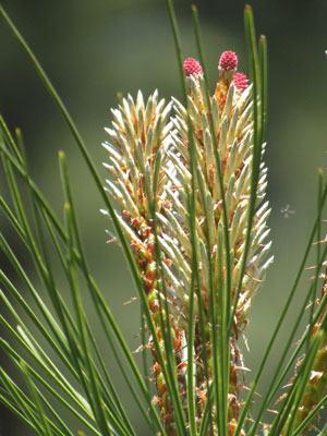 Immature pine cones. Photo by John Laundré