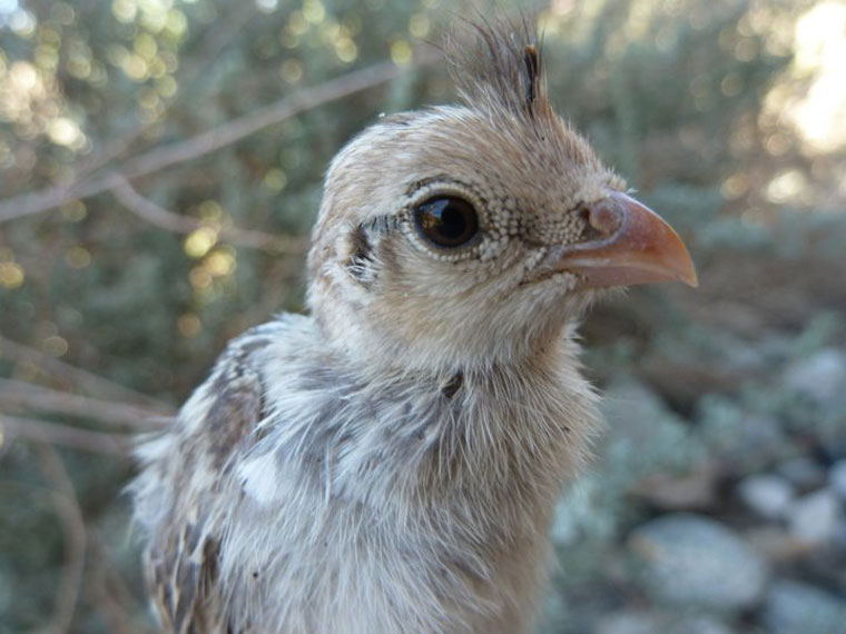 At right, a California quail chick. Photo by Dr. Jen Gee
