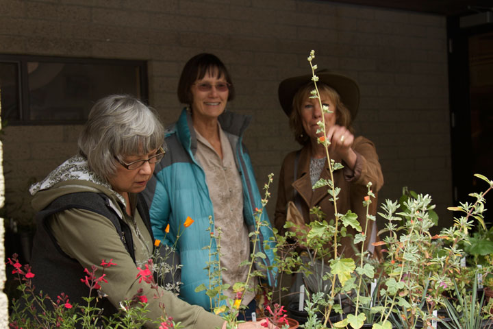 Wildflowers a colorful display Local friends Marcia Montano (left), Jeri John and Yvonne Poirier enjoying the marshmallow blossoms among the other wildflowers on exhibit at the Nature Center during its annual Wildflower Show over the holiday weekend. Photo by John Drake
