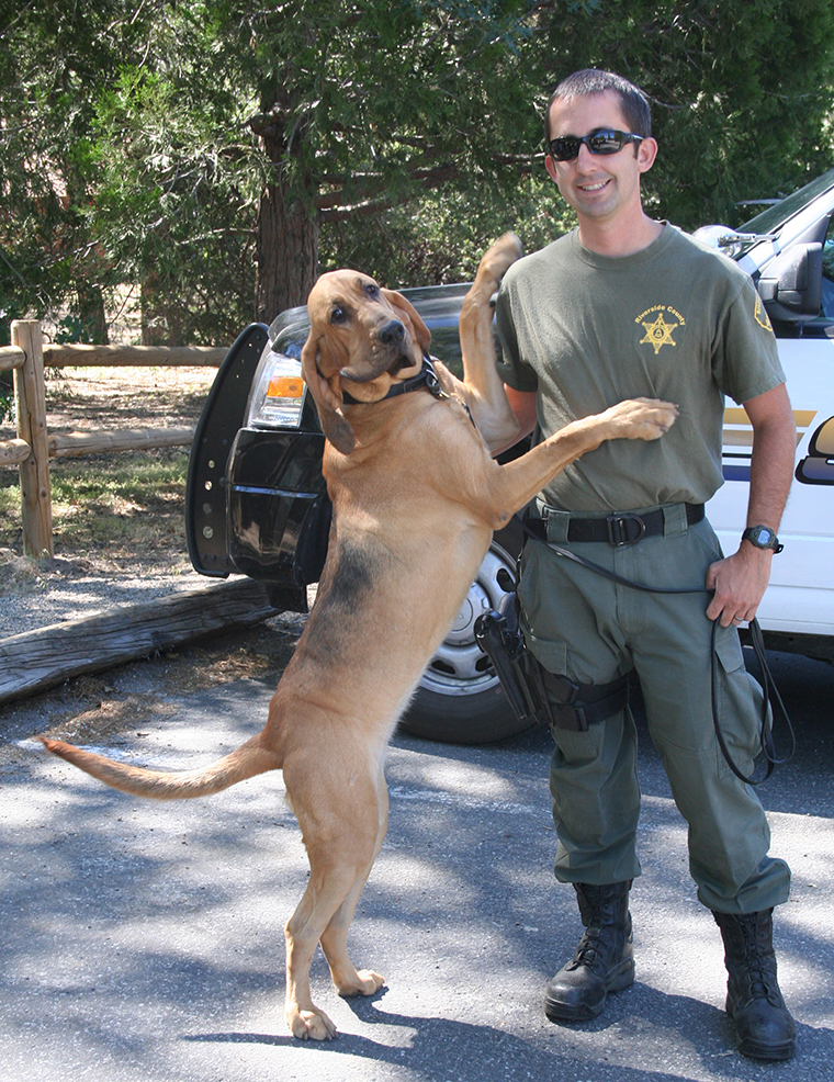 Riverside County Sheriff’s deputies brought several bloodhounds to Idyllwild last Wednesday for training exercises. Deputy Robert Ochoa poses with his charge, Windy, 15 months, who was certified at age 7 months. Ochoa said the bloodhounds will be training more in Idyllwild because of the cooler temperatures. Photo by Becky Clark