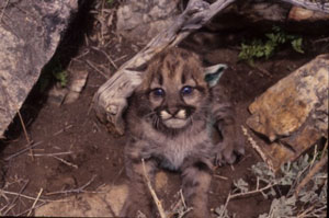 A mountain lion cub. Photo by John Laundre