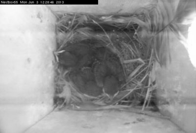 The nest box from the James Reserve’s automated cameras.