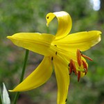 It’s time for the Lemon Lily Festival: Next weekend full of events