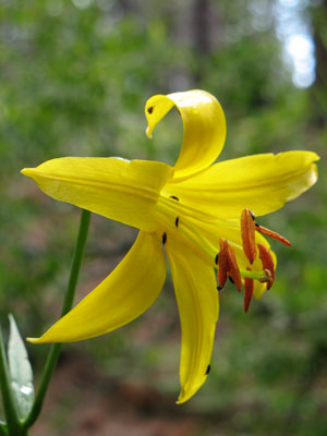 The Lemon Lily, subject of the upcoming annual festival. Photo courtesy Farah Fisher 