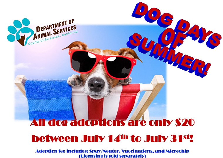 Dog Days of Summer-promotion