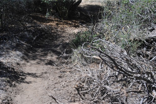 At left, The illegal trail cuts a swath through the natural undergrowth and was dug down to the mineral soil. Fire and erosion dangers are the subsequent concerns. Photo by JP Crumrine 