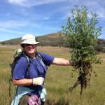 Forest Service fighting the Bull Thistle invasion: Efforts employed to protect native plant life
