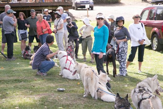 The Second Annual Howl & Yowl, a benefit for the animals at Living Free Animal Sanctuary, was a hit. Here the mush dogs take a rest and bring in quite a crowd after showing off their Saturday. Photo by Jenny Kirchner 