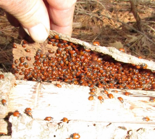 Ladybugs thriving in a dead tree. Photo by John Laundré 