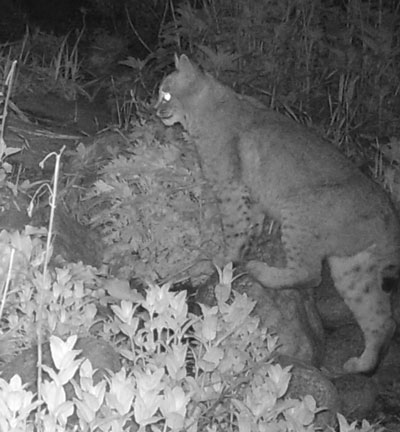 A bobcat visits an Idyllwild backyard earlier this year. Photo by John Laundré 