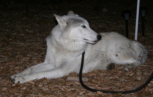 Damu, the older of the two white wolves, is seen here outdoors at the Nature Center on a dark Friday the 13th night. Damu is one of two Ambassador Wolves belonging to Project Wildsong in Murrieta. Project Wildsong provides educational encounters with its Ambassador Wolves to “wilden” the hearts and minds of its audience members.Photo by Jack Clark 