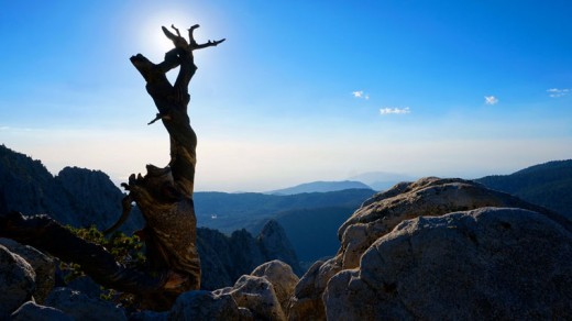 There is something magical and mystical in this Raridon photo, “Old Dead Tree.” It’s as if the tree is posing in a sun salutation, worshipful, unbending and still. Photo by Don Raridon 