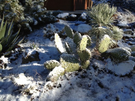 On Christmas morning, the cacti in front of the Idyllwild Ranger Station were covered in snow. Photo by JP Crumrine 