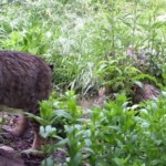 Journal from the James: What’s wild in Idyllwild? Bobcats …