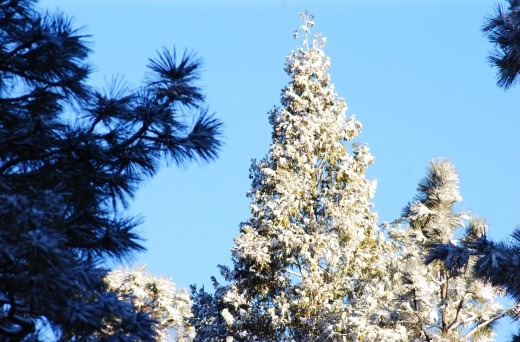 Monday’s snow and Tuesday’s sun brighten the landscape in Idyllwild.Photo by JP Crumrine 