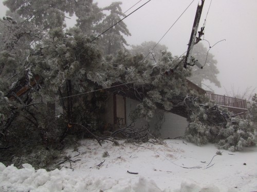 This tree toppled on roof of Pine Cove house.