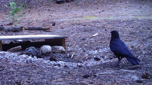 Comparison of the size of ravens (left) to the smaller crows, right. Also note the flat tail of the crow. Photos courtesy John Laundré 