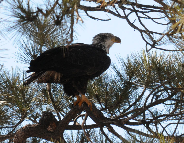 Bald eagle counts start next weekend