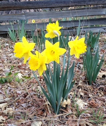 February 2016 was warm and dry. These daffodils were blooming on Lower Pine Crest Avenue. Photo by JP Crumrine