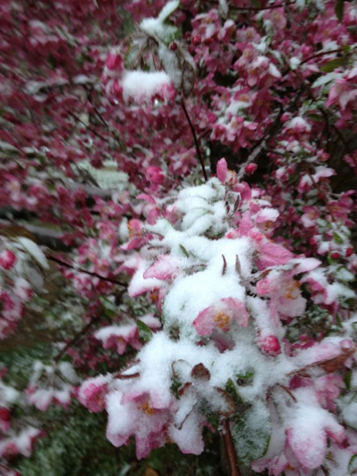 A light snow overnight Monday was captured in the branches and flowers of a blooming cherry tree Tuesday morning.Photo by JP Crumrine 