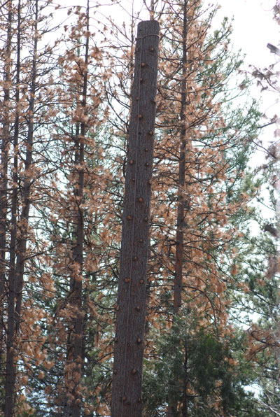 Several dead pines with brown needles are seen behind and next to one, which is already being taken down. Photo by JP Crumrine