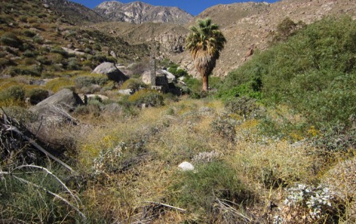 View of the native palm tree growing along Lamb Creek. 