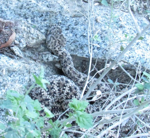 Rattlesnakes are common inhabitants of Los Osos. Photos by John Laundré 