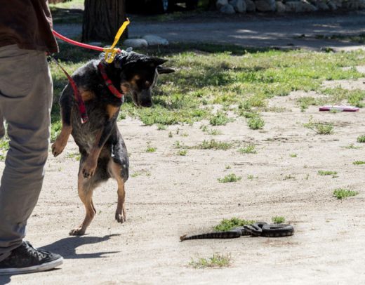 Halo learns to avoid an adult Southern Pacific rattlesnake at Mountain Feed and Hay on Saturday, April 23, while being restrained by Zack Pearson of Singleton’s Rattlesnake Avoidance Training. The inset demonstrates the snake’s markings and shows the bands around its head that prevent it from biting the dogs. Photo by Tom Kluzak