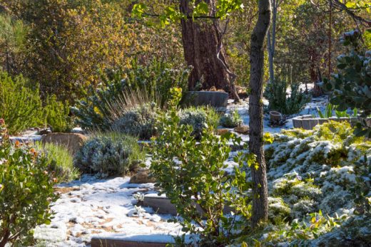 Tuesday morning, April 26, Idyllwild awoke to a light snow covering. “Every little bit helps,” said photographer Tom Kluzak. Photo by Tom Kluzak