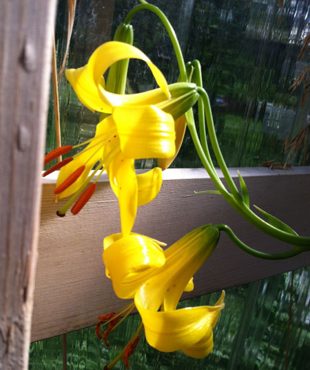 A Lemon Lily (parryi), which William Schlegel started in tissue culture from seeds collected in 2009, bloomed last week.Photo by William Schlegel