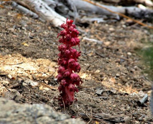 snow-plant