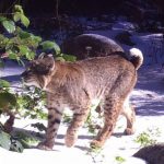 Journal from the James: What’s wild in Idyllwild, final entry …