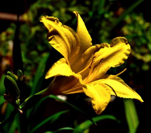 A lily, not a lemon lily. Photo by Tom Pierce