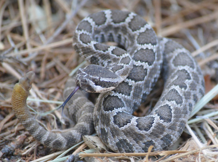 Lizard diet may be causing toxic snake venom • Idyllwild Town Crier