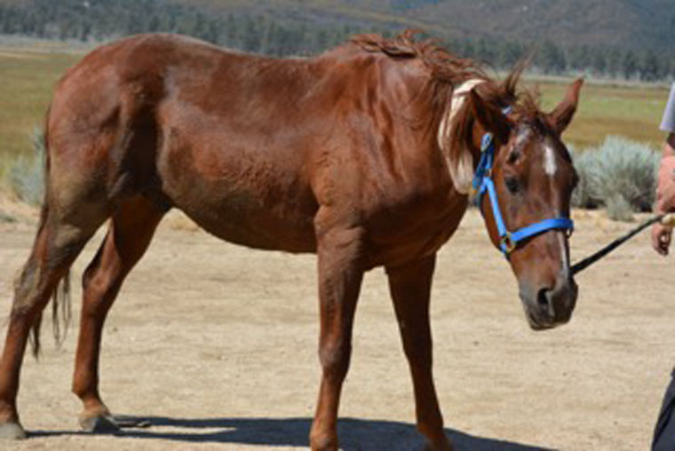 The horse was a little woozy from sedation for the airlift by helicopter. Photo courtesy Riverside County Animal Services