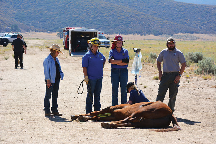 Cal Fire, Riverside County Fire Department, the U.S. Forest Service, the Riverside County Sheriff’s Department and members of the Horse & Animal Rescue Team coordinated the rescue and recovery of a Forest Service volunteer’s horse who slid down a steep ravine in the Apple Canyon area. The horse is shown above, still sedated after it was airlifted (see photo below).  Photos courtesy Riverside County Animal Services