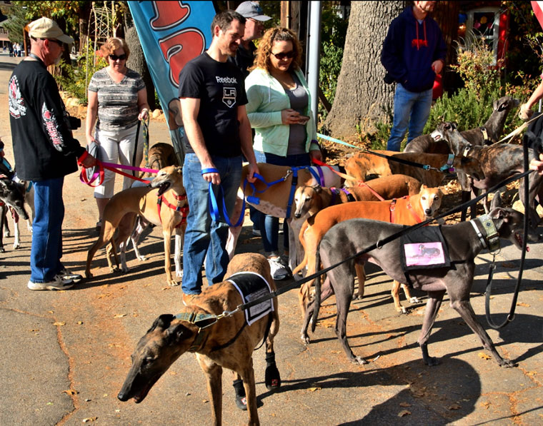 Last Sunday Greyhound Connections sponsored a Greyhound Walk in Idyllwild. Thirty-five greyhounds were in town, featuring some Spanish Galgo Greyhounds. GC is committed to educating the community about former racing greyhounds available for adoption. They frequently participate in public events, street fairs, schools, retirement homes, senior centers, and “Meet and Greets” at local pet stores.   Photo by Thomas Pierce 