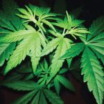 Cannabis law moves to supervisors for OK