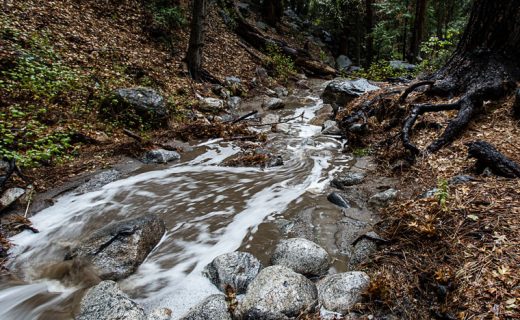 After nearly an inch of rain on Oct. 23 and 24, Strawberry Creek was flowing very strongly. Photo by Peter Szabadi 