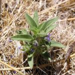 Hidden Lake bluecurls prove their vigor and endurance