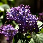 Tea amidst an acre of lilacs  at their blooming best