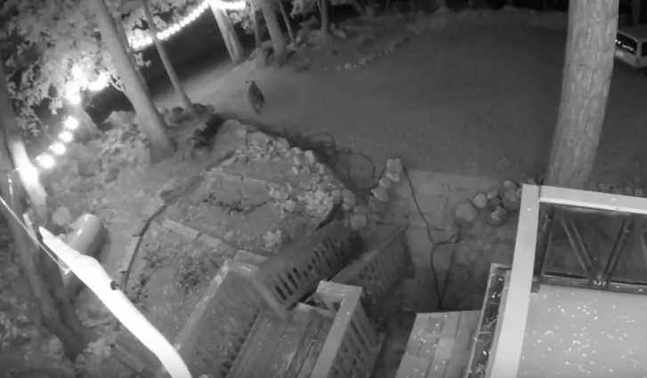 Bear caught on video in Fern Valley