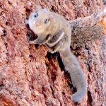 New search mission for flying squirrel in San Jacinto Mountains